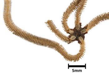 Media type: image;   Invertebrate Zoology OPH-3744 Description: Top down view of single ophiuroid specimen with a scale bar.;  Aspect: dorsal